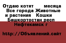 Отдаю котят. 1,5 месяца - Все города Животные и растения » Кошки   . Башкортостан респ.,Нефтекамск г.